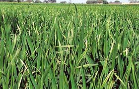 A view of pale wheat crop near Talwandi Sabo