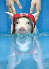 A piglet swims at the third �Pig Olympic Games� in Moscow on Sunday