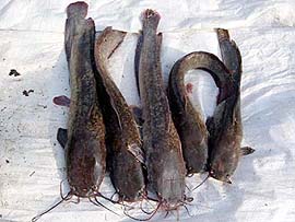 Thai Magur fish being sold freely in Gurdaspur in spite of a Supreme Court ban