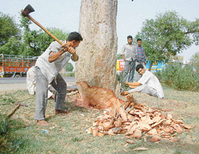 Roadside trees are being felled for the four-laning of the Amritsar-Jalandhar road on Friday.