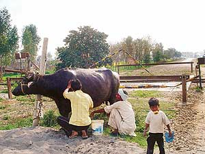 A portion of the Gurdaspur-Batala bypass being used to shave cattle.