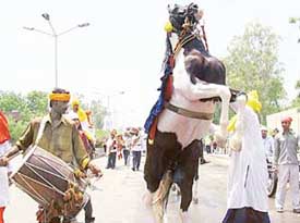 Dancing to the tune of a �dhol�, a mare makes merry in the procession taken out to mark tercentenary celebration of the visit of Guru Gobind Singh, in Bathinda on Tuesday.