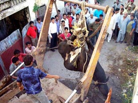 A stray bull being bundled into a sewerage truck in an inhuman way