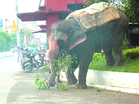 Away from its natural environment, an elephant breaks a branch of tree to eat in the concrete jungle of the city at Lawrence Road.