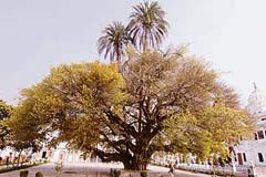 One of the exhibits depicts a huge pilkhin tree in peaceful co-existence with a date palm at Gurdwara Ber Sahib in Sultanpur Lodhi.