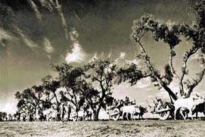 With the division of India caravans of terror-stricken refugees began to crawl along inadequate roads