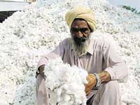 A farmer with his cotton produce at Bathinda�s cotton market.