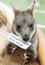 A wallaby (a small or medium-sized kangaroo) bites a label at the Australian Open in Melbourne