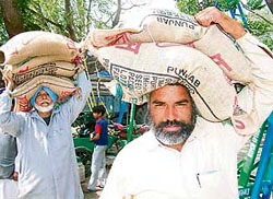 Farmers on their way back home after purchasing seeds at the PAU kisan mela at Bathinda 