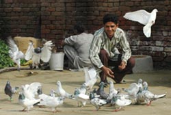 A Dauke boy at home with his pigeons.