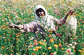 A labourer busy with her work at the flower farm of Harvinder Singh at Bhato village.