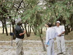 Scientists examine pahari kikar trees on a CSSRI research farm.