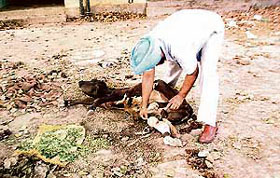 Surinder Singh takes care of an injured calf at the DSP office complex in Abohar.
