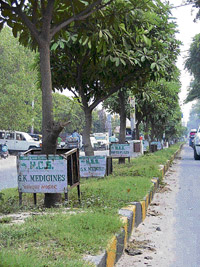 Trees planted by the Haryana Environmental Society on the Buria station road in Yamunanagar.