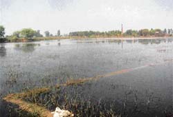 Water-logged fields at Thandewala in Muktsar district.