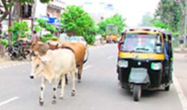 Stray cattle and vehicles vie with each other for space on Ambala roads.