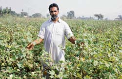 The cotton crop in the fields of Gamdoor Singh of Tungwali village in Bathinda district has yielded no cotton