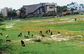A view of Haali Park, the largest green belt of Panipat, where the MC plans to build a shopping mall.