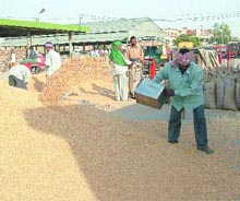 Atta prices can hit the roof.