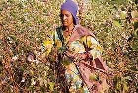 A woman picks cotton in the fields at Bhucho, near Bathinda