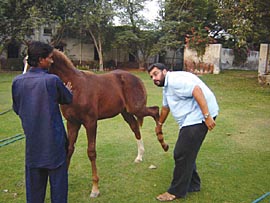 Teghbeer Singh Brar inspects a pony at his Sarainaga stud farm near Muktsar.