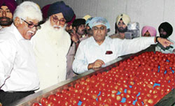 Chief Minister Parkash Singh Badal inspects the tomato yield at the inauguration of the FieldFresh pack-house in Ludhiana