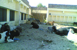 The campus of the Government Girls High School has become grazing ground for cattle