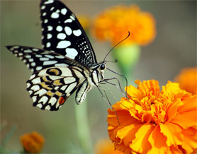 Which is more beautiful? In fact, their harmonious existence making the site rich.