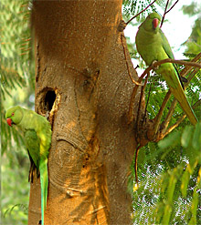 Lush green environment is a need of the hour, not only for humans but for birds and animals also.