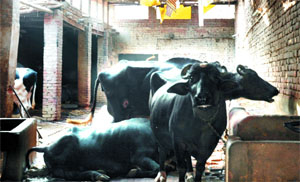 A dairy in the vicinity of a residential area in Bathinda.