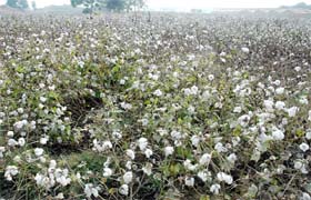 Area under cultivation of Bt varieties has increased this year in Punjab