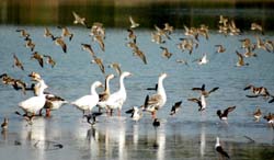 Migratory birds enjoying the sunny day at a lake in Bathinda on Monday.