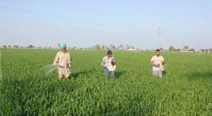 Farmers sprinkling manure over the wheat crop at Panj Garain Kalan village in Faridkot district on Tuesday.