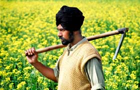 A farmer admires his mustard crop near Gobindpura village in Bathinda on Friday. 