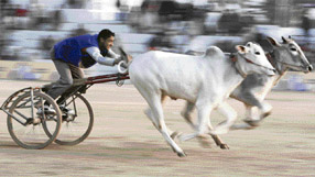 Faster, higher, stronger: The Kila Raipur games embody the Olympic spirit in a pastoral setting.