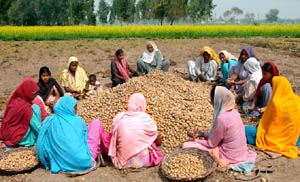 Women grading fresh crop of potato on the countryside of Bathinda. 