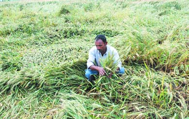 A farmer assesses the damage to his crop after rain and high winds lashed the region on Wednesday night.