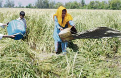 A woman farmer, along with her children, drains out rainy water from agricultural fields in Amritsar on Sunday.
