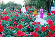 During the day, the eyes can feast on roses in full bloom at the Rose Garden