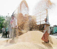 Labourers clean the first arrival of wheat crop at Bhaktanwala Mandi in Amritsar district on Saturday.
