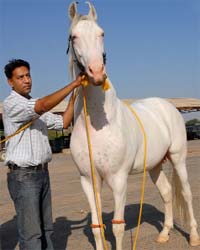 Sumrinder Singh Sira with his horse