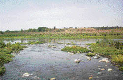 The Sutlej polluted with sewage water
