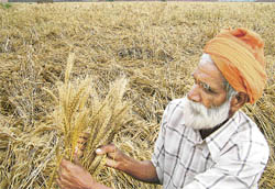 A farmer checks the ripened wheat crop after hailstrom lashed the region early morning on Wednesday. Photo: Vishal Kumar