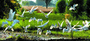 A flock of cranes descends on a farm in search of food.