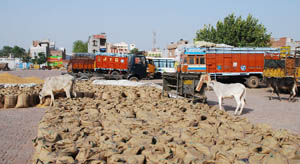 A view of the Bathinda Grain Market that has become a thoroughfare for stray animals that graze on the wheat that has arrived for sale. Unauthorised parking of trucks adds to the farmers� woes. 