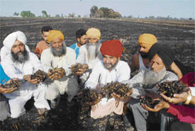 Farmers of Sultanpur Lodhi subdivision in Kapurthala district show what remains of their standing wheat crops in a devastating fire near Dariawal village on Monday afternoon.