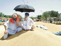 Farmers await the lifting of wheat stocks by private and government agencies at Dana Mandi, Bhaktanwala, in Amritsar on Friday.