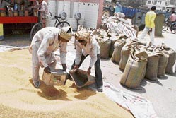 Wheat being filled in gunny bags in front of a public urinal outside the market committee yard in Bathinda 