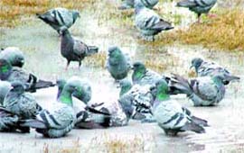 The fine weather on Tuesday morning had its calming effect on the birds too