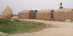 Wheat stored in the open at Saddomajra in Fatehgarh Sahib district.